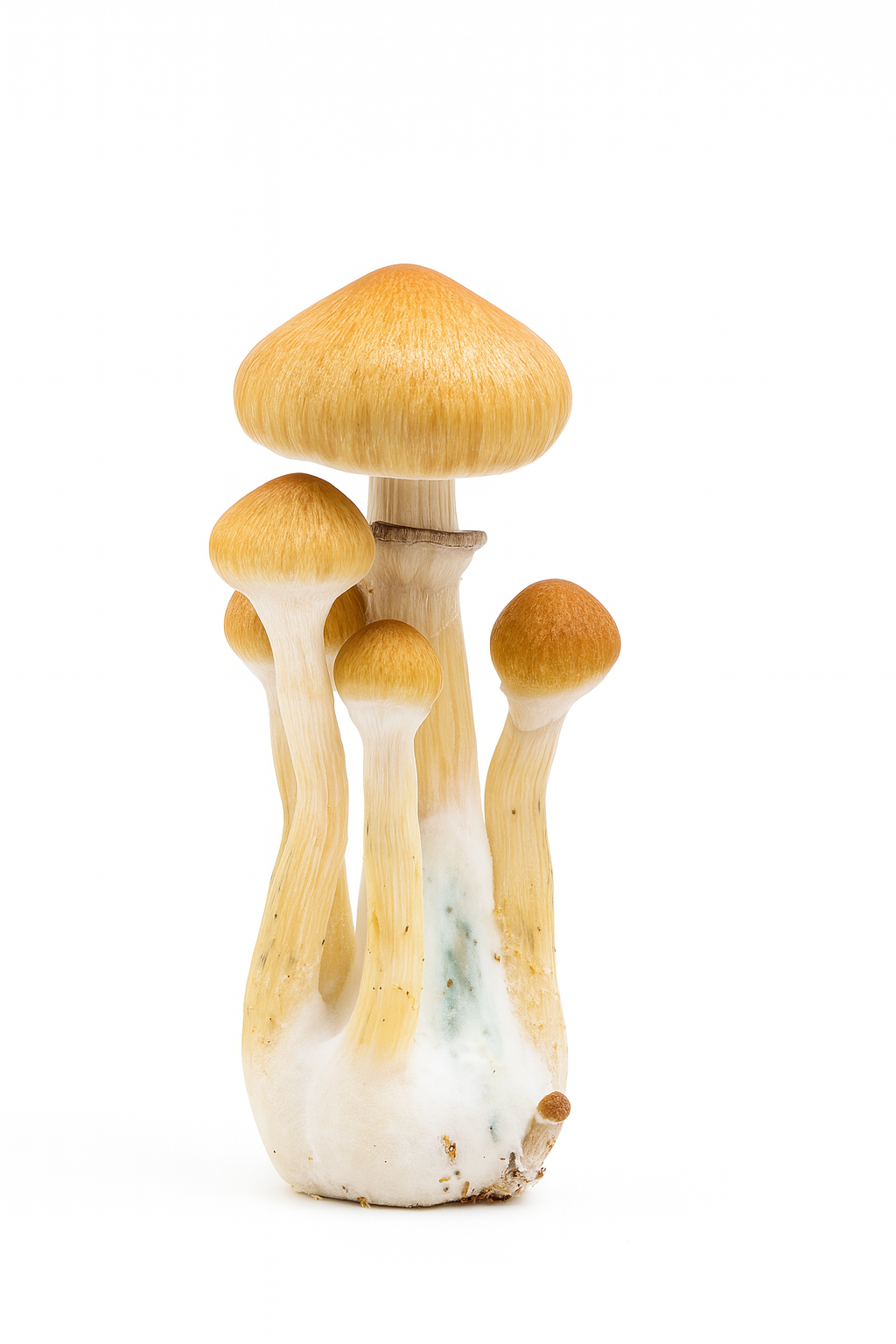 Golden Teacher - Genética Clássica Premium